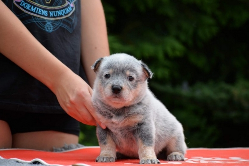 HARRIET - female - 4,5 weeks old